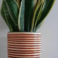 گلدان سفالی بزرگ