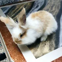 خرگوش لوپ دو ماهه همراه قفس