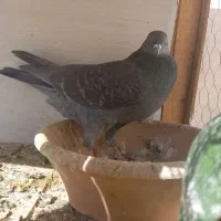 کفتر|پرنده|قم, منبع آب|دیوار