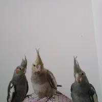 عروس هلندی