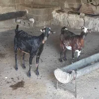 بز سلاله و میش