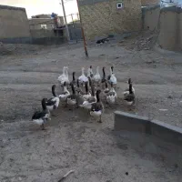 غاز محلی|حیوانات مزرعه|دیواندره, |دیوار