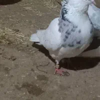 کبوتز|پرنده|دهگلان, |دیوار