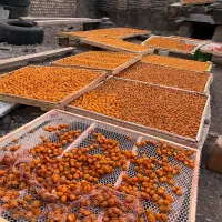 آلو حاج حسنی