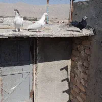 کفتر هوایی|پرنده|مرودشت, شهرک مهدیه|دیوار