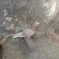 ساده هفترنگ فروشی