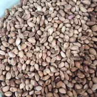 پسته کوهی|خوردنی و آشامیدنی|مشهد, مهدی آباد|دیوار