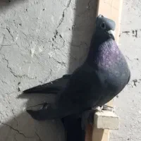 کفتر|پرنده|کرمان, |دیوار