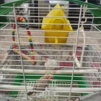 پرنده|پرنده|کرج, حسن آباد|دیوار