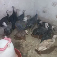جوجه بوقلمون ۲ ماه|پرنده|کبودرآهنگ, |دیوار