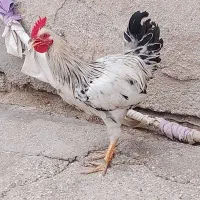 خروس عربی دارخوین