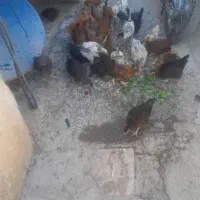 وارک کوردی