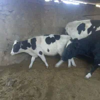 گوساله ماده