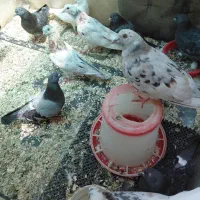 کبوتر