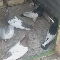 کفتر ..پرنده..