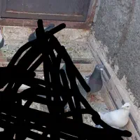 ۳تا کبوتر باخت دادم ریش سیاه سفیددم سبز خریدارم