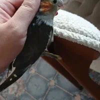 عروس هلندی دستی