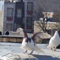 جفت اصفهانی