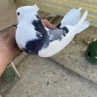کبوتر تضمینی|پرنده|تهران, اوقاف|دیوار