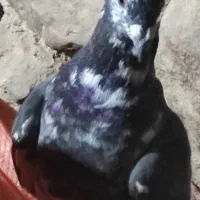 کفتر|پرنده|سپیدان, |دیوار