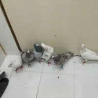کفتر سرور