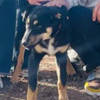 سگ گمشده|حیوانات|بیرجند, |دیوار