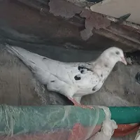 گمشده کبوتر . سار|پرنده|گناباد, |دیوار