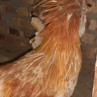 مرغ و خروس لهستانی|حیوانات مزرعه|ماکو, |دیوار