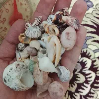 صدف طبیعی|صنایع دستی و سایر لوازم تزئینی|گلبهار, شهر جدید گلبهار|دیوار