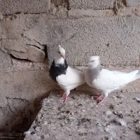 طوقی|پرنده|کرمانشاه, |دیوار