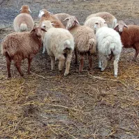 10راس بره نروماده