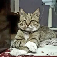 واگذاری عشق