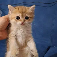 گربه گلد فولد|گربه|ساری, |دیوار