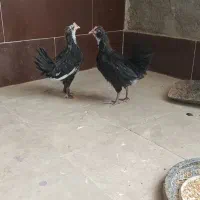 جوجه خروس