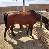 اسب و کره