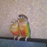 گرینچیک گمشده