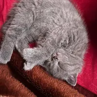 گربه اسکاتیش بلو ماده 3 ماهه|گربه|گرگان, |دیوار
