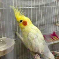 عروس هلندی جفت