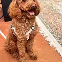 سگ پودل مینیاتوری نر اصل