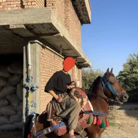 اسب سواری و باری|اسب و تجهیزات اسب‌سواری|پیرانشهر, |دیوار