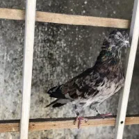 کبوتر سه تا عتیقه نسل قدیم