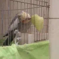 عروس هلندی نر سالم