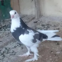 جوجه کبوتر پرشی نر دمسفید|پرنده|قم, نخودی|دیوار