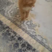 واگذاری گربه|گربه|تهران, کیانشهر|دیوار