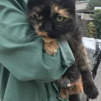 گربه بیریتیش ماده|گربه|ارطه, |دیوار