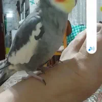 پرنده عروس هلندی نر