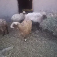 کود گوسفندی