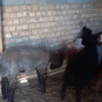 بره نر و ماده