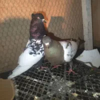 ساعت طرح کفتر