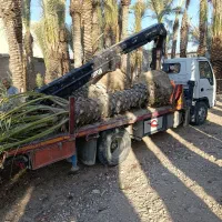 مرجع رسمی فروش نخل در کل جنوب کشور|خدمات باغبانی و درختکاری|آبپخش, |دیوار